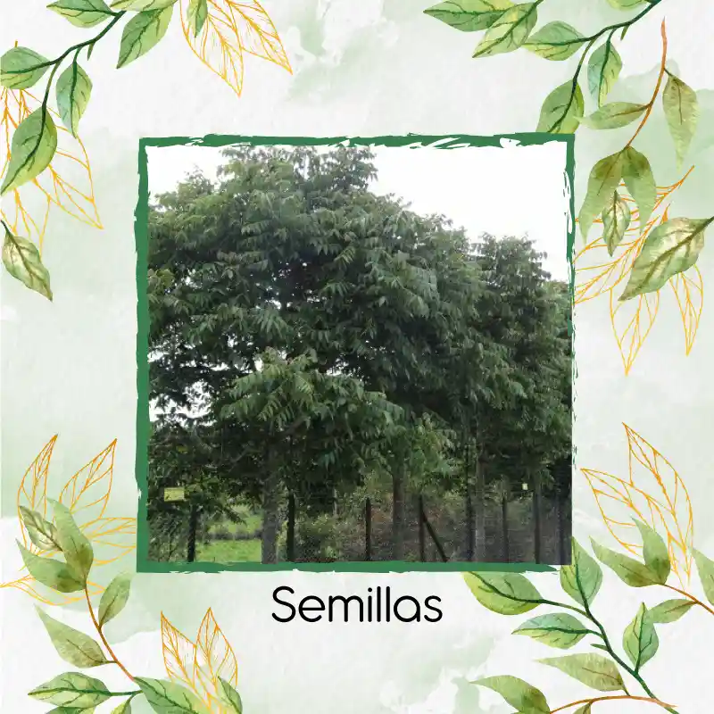 3 Semillas Orgánicas De Árbol Cedro Negro