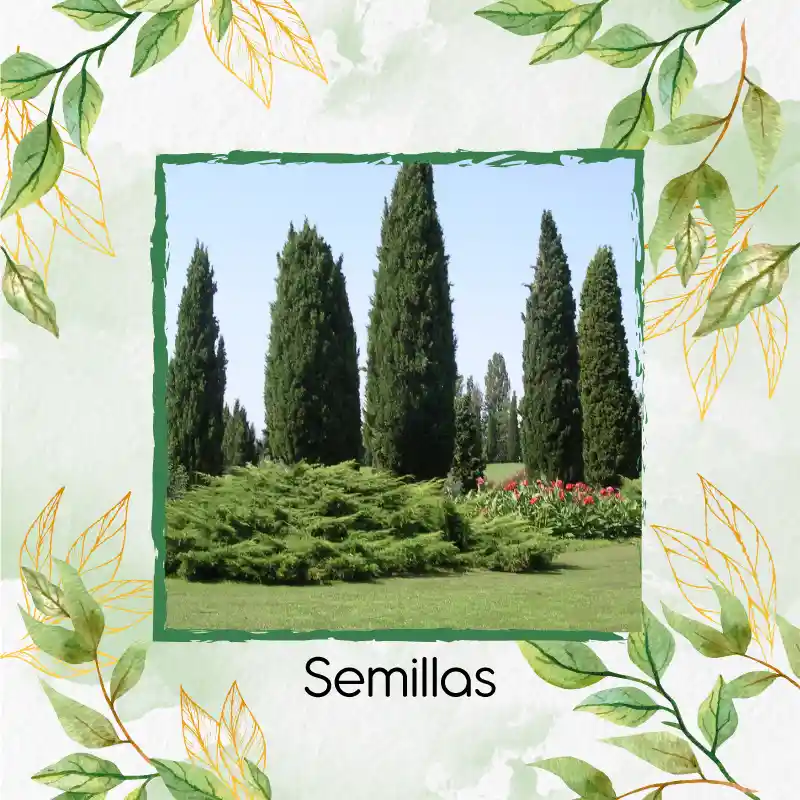 Organic 100 Semillas As De Árbol Ciprés