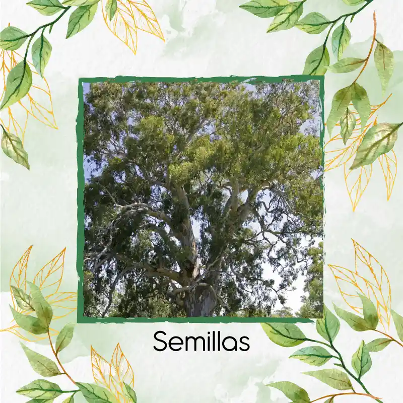 200 Semillas Orgánicas De Árbol Eucalipto Camaldulensis