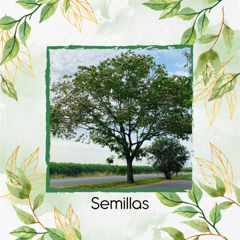 100 Semillas Orgánicas De Árbol Igua - Nauno