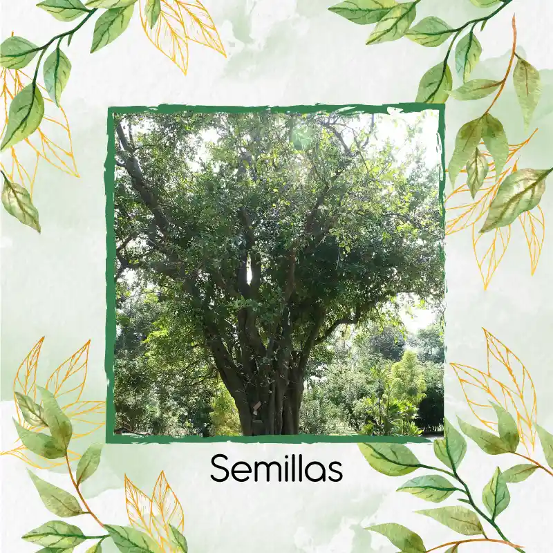 100 Semillas Orgánicas De Árbol Limón Ornamental