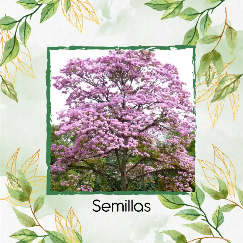 100 Semillas Orgánicas De Árbol Ocobo