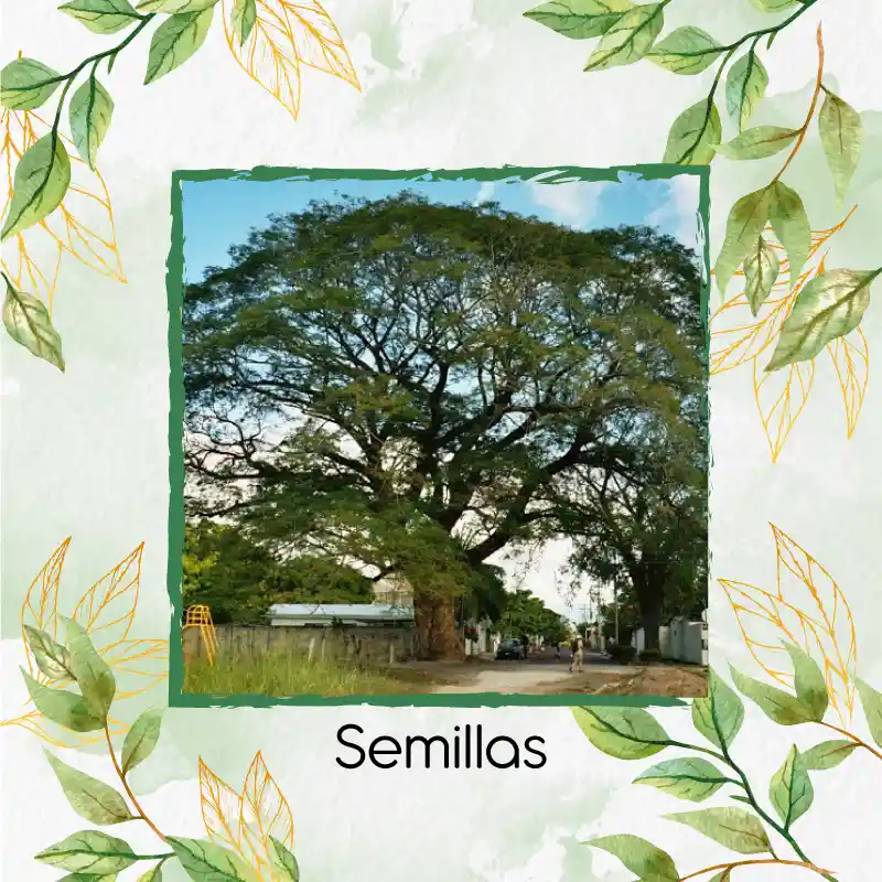 10 Semillas Orgánicas De Árbol Orejero