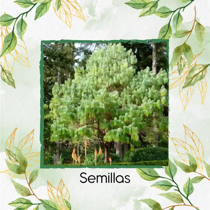 5 Semillas OrgánicasDe Árbol Pino Pátula