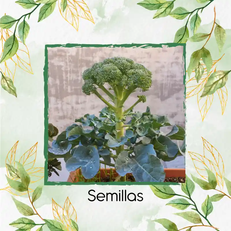 200 Semillas Orgánicas De Brócoli