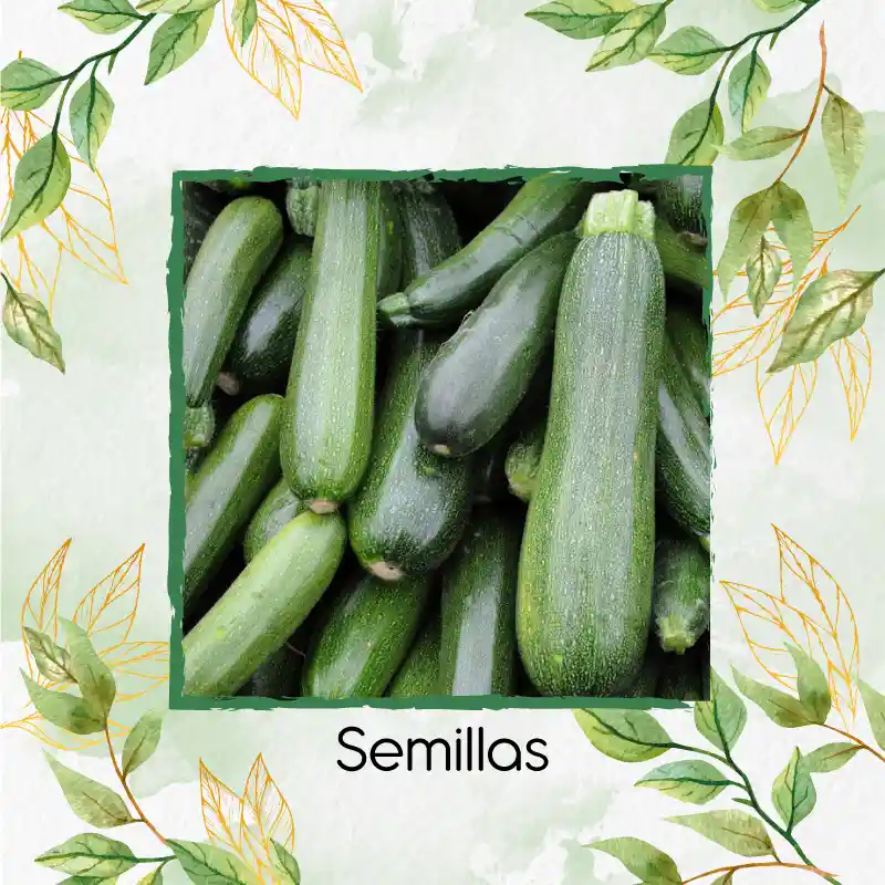 Organic 30 Semillas As De Calabacín