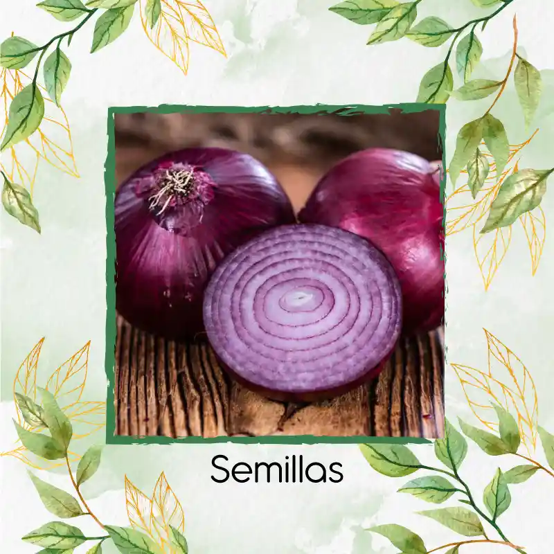 Organic 200 Semillas As De Cebolla Roja