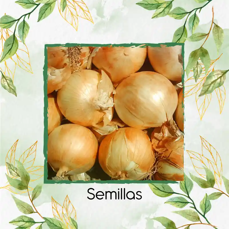 Organic 500 Semillas As De Cebolla Texas