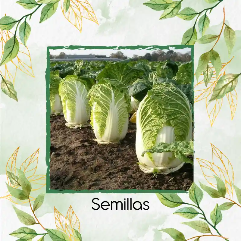 1.000 Semillas Orgánicas De Col China