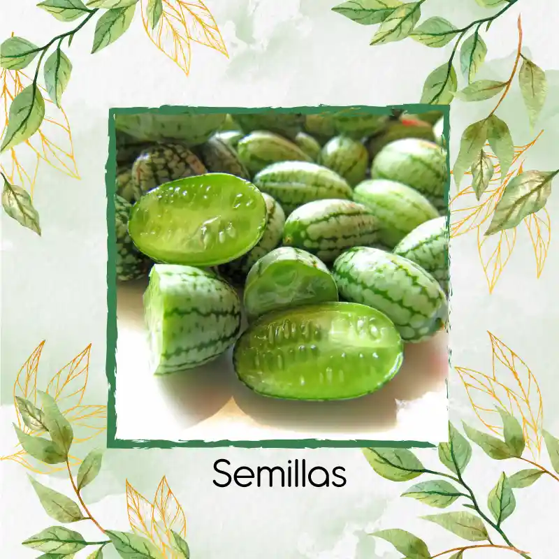 6 Semillas Orgánicas De Cucamelon