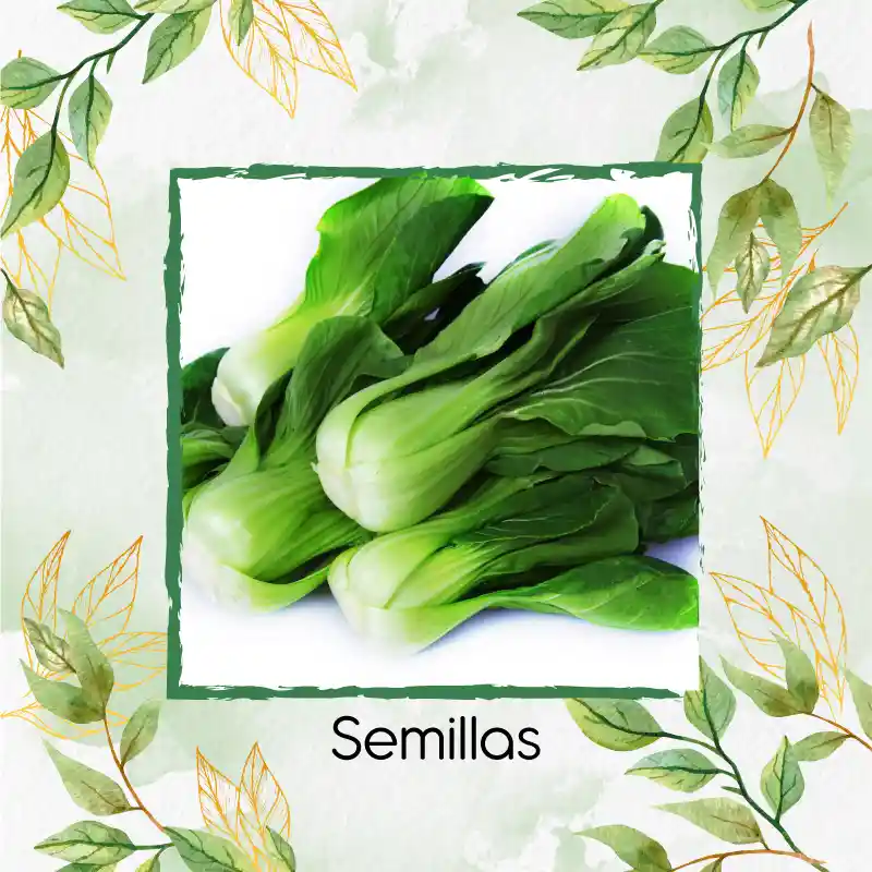 1.000 Semillas Orgánicas De Pak Choi