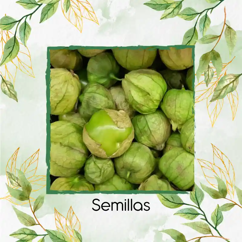 100 Semillas Orgánicas De Tomatillo Tomate Mexicano