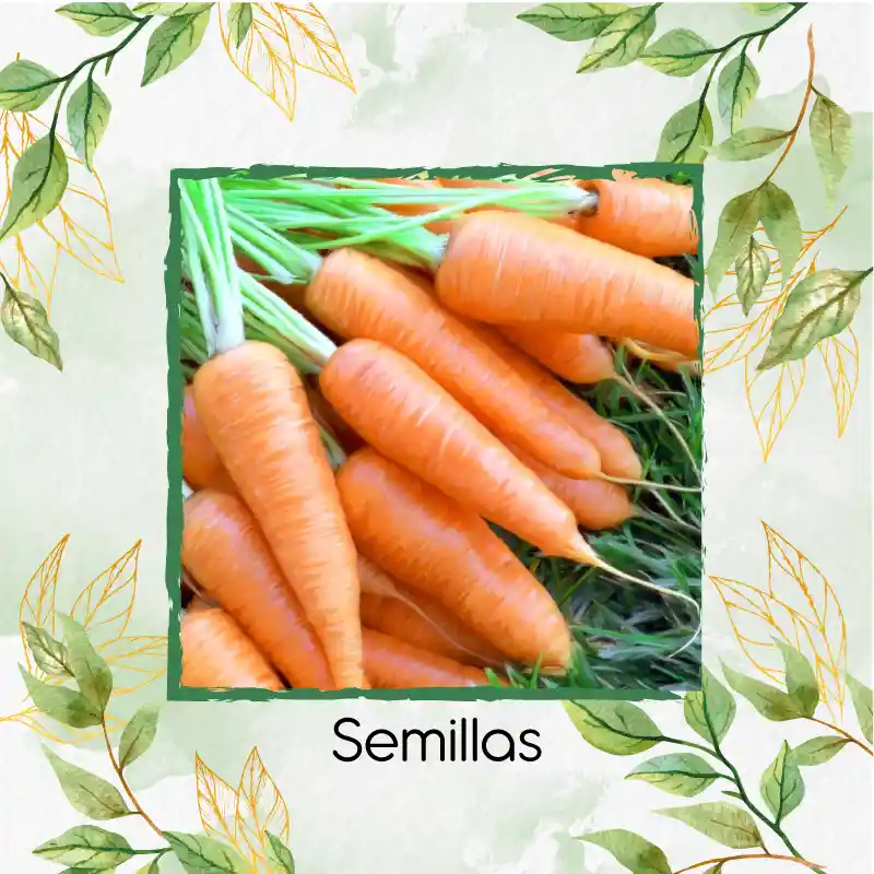 Organic 200 Semillas As De Zanahoria Chantenay