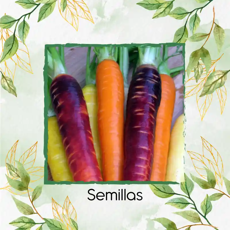 Organic 800 Semillas As De Zanahoria De Colores