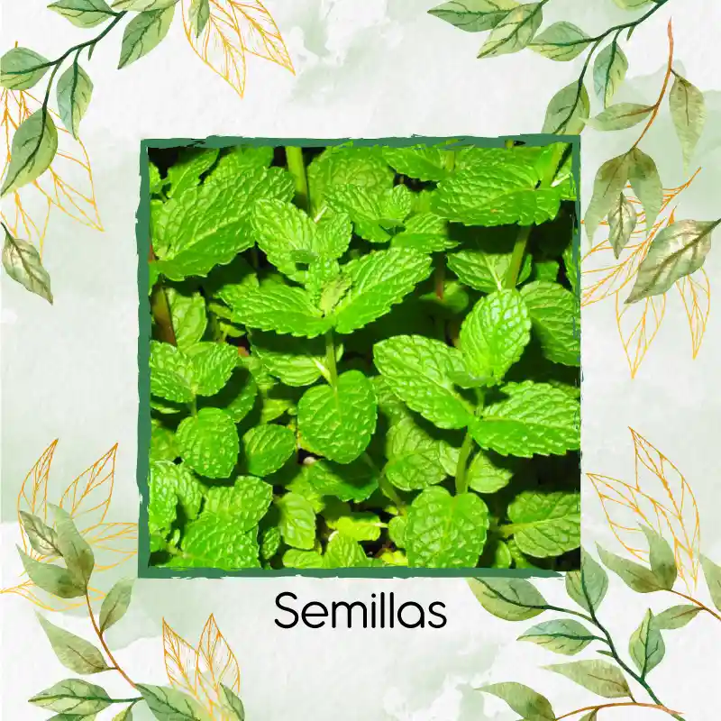 Organic 200 Semillas As De Menta