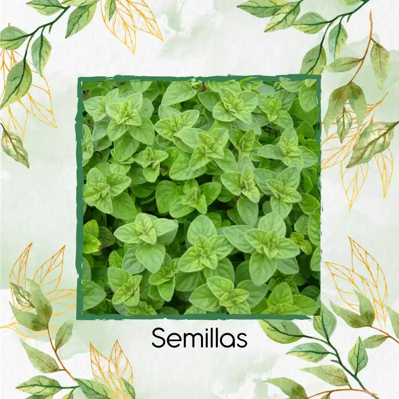 200 Semillas Orgánicas De Oregano