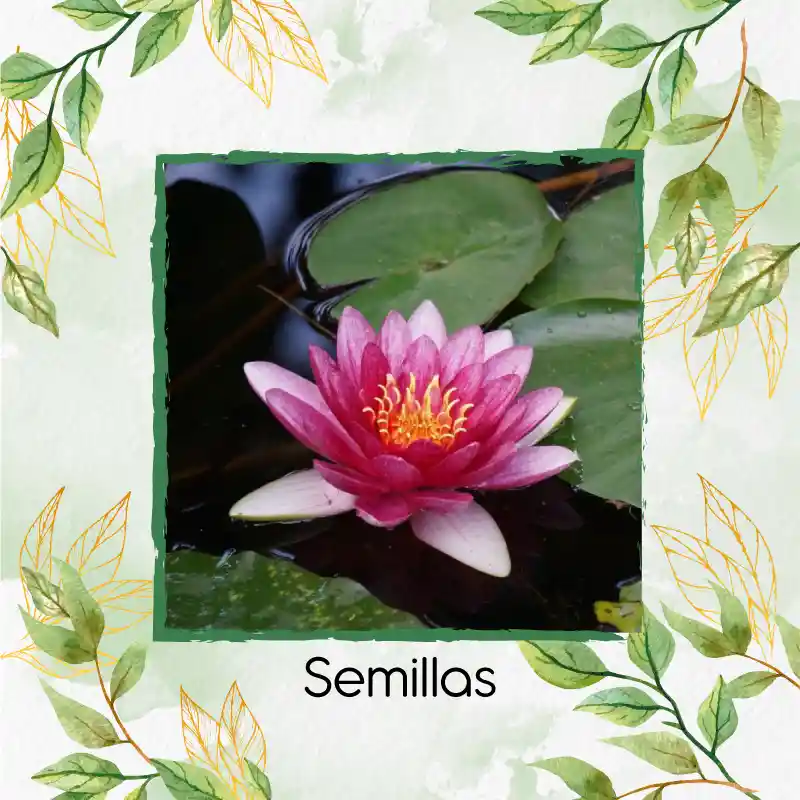 5 Semillas Planta Acuática Flor De Loto Sagrado