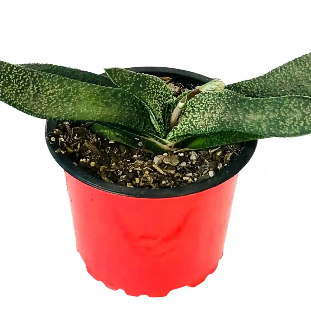 Gasteria carinata