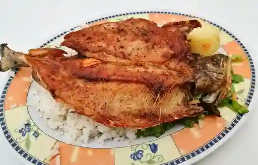 Tilapia