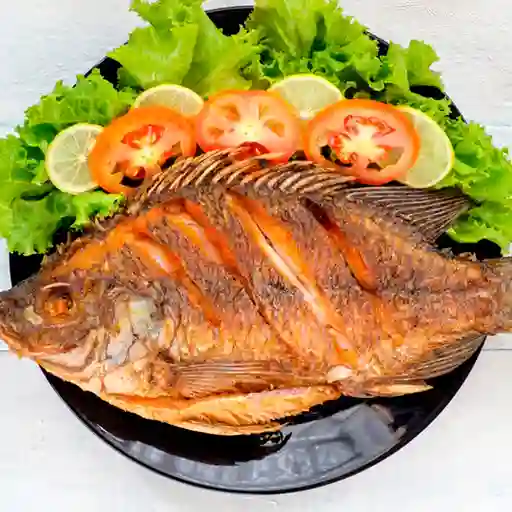 Tilapia