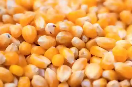 Adic Maíz Rap
