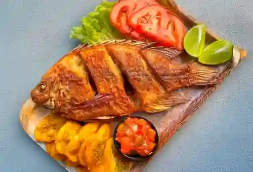 Tilapia