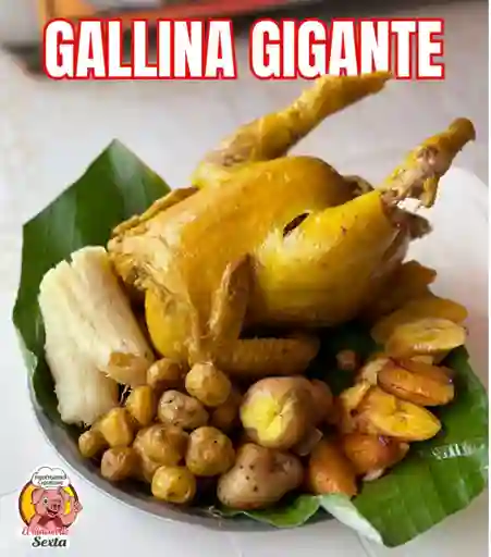 Gallina Gigante