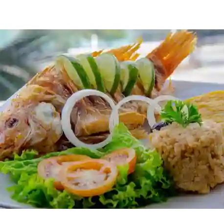 Tilapia