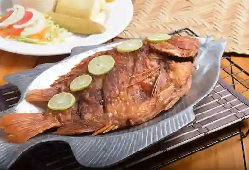 Tilapia