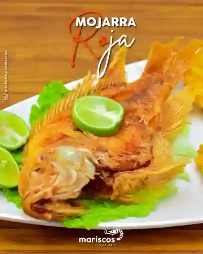 Mojarra Roja