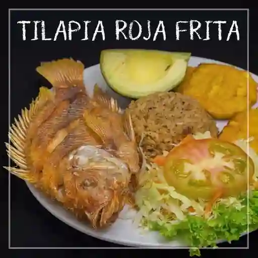 Tilapia