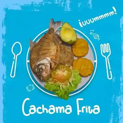 Cachama