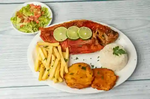 Mojarra Reina