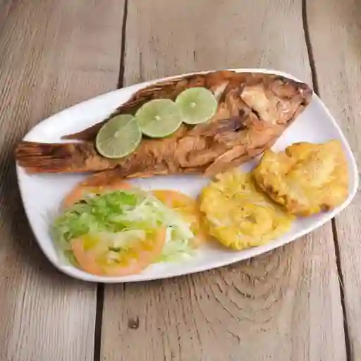 Tilapia