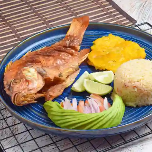 Tilapia