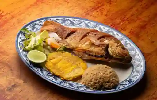 Tilapia
