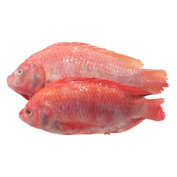 Mojarra Roja