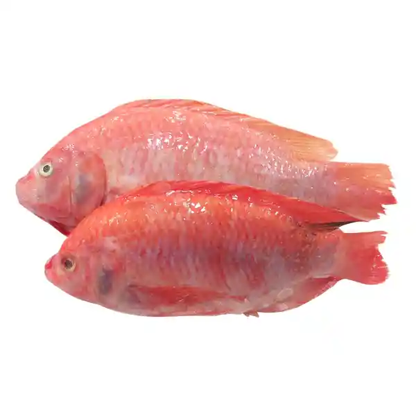 Mojarra Roja