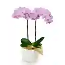 Orquídea de Mamá Success en Matera