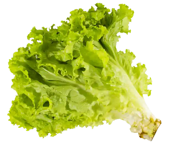 Lechuga Común