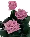 Arreglo Floral 12 Rosas Moradas Amor Escondido en Jarrón