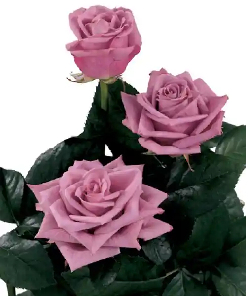Arreglo Floral 12 Rosas Moradas Amor Escondido en Jarrón