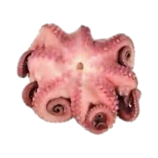 Pulpo