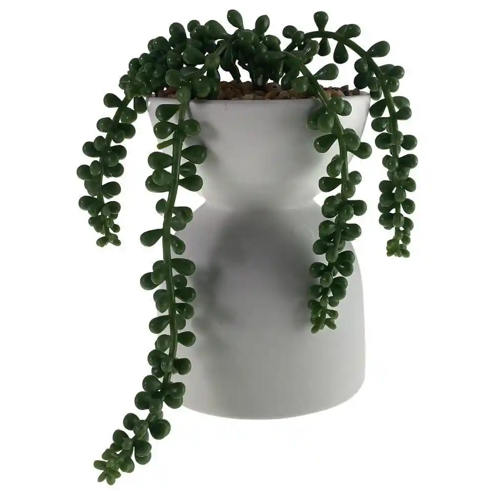Planta Lagrimas de Bebé Concepts 56749236bla