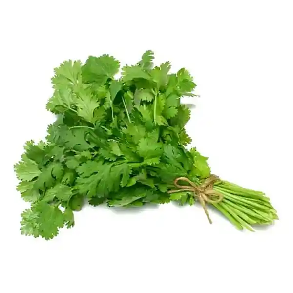 Cilantro