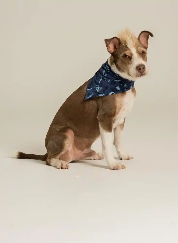 Panoleta Pets Macho Unica-estampad4