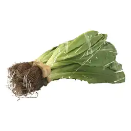 Lechuga Romana