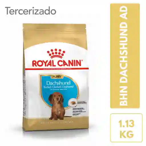 Bhn Dachshund Puppy