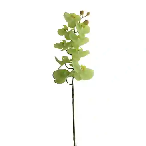 Orquidea Gio Home Mposa 9 Ramas Color Verde