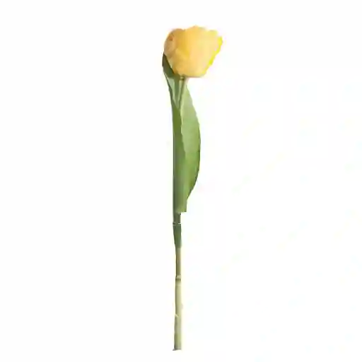 Tulipan Gio Home Mediano Amarillo